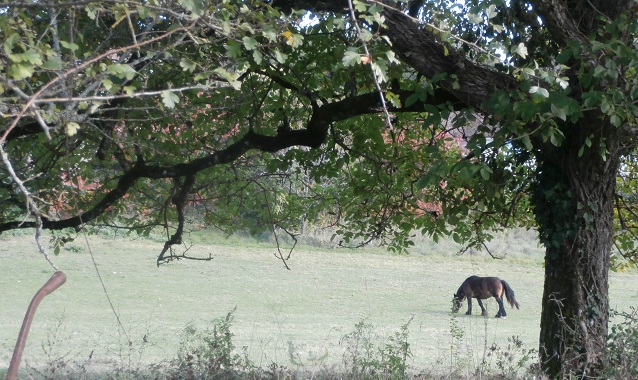 chevaux